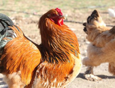 ΗΠΑ: Αίτημα κρατούμενου για αποφυλάκισή με... χημικό ευνουχισμό- Είχε βιάσει και σκοτώσει ένα κοτόπουλο